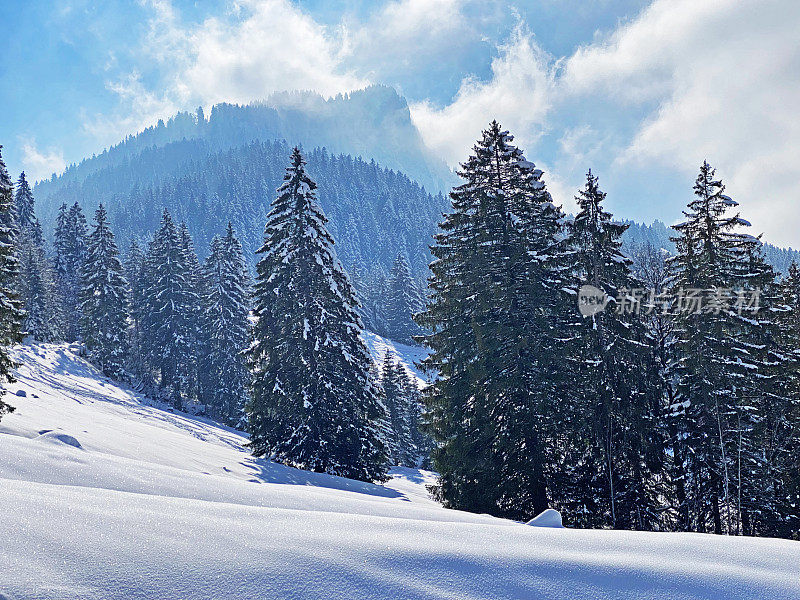 瑞士奈斯劳，奥伯托根堡高山山谷和瑞士阿尔卑斯山脉春季降雪后，典型的冬季气氛中，风景如画的高山树木树冠。