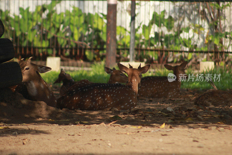 斑鹿，拉丁名Axis，是一种草食性动物，在印度尼西亚的Cirebon国家大楼里
