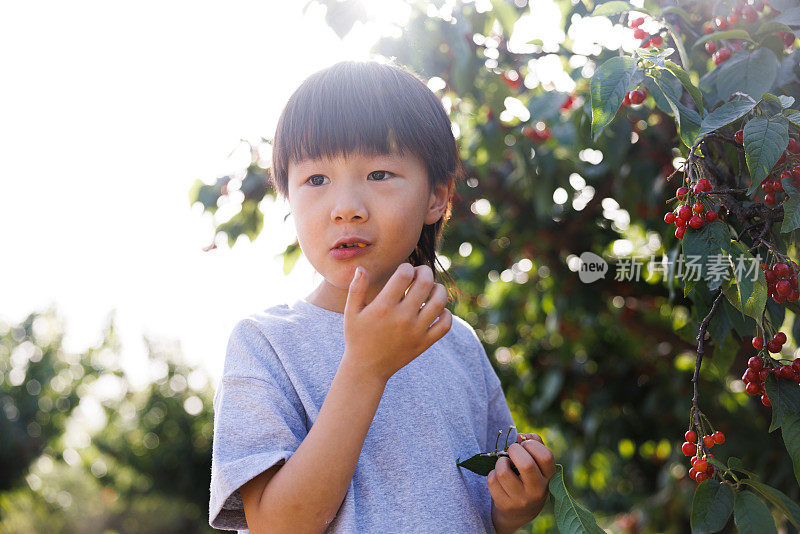 快乐的男孩在樱桃园里吃樱桃