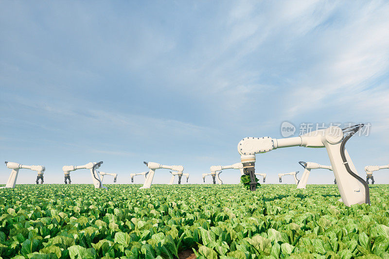 机器人在农场收割蔬菜的自动农业技术。智能农业和人工智能概念。