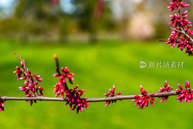 紫荆花植物园，汉密尔顿，加拿大