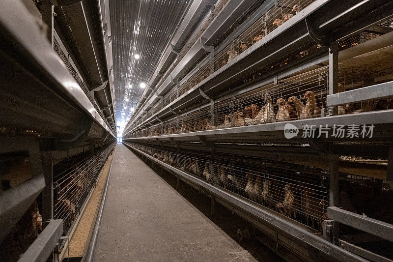 自动化养鸡温室