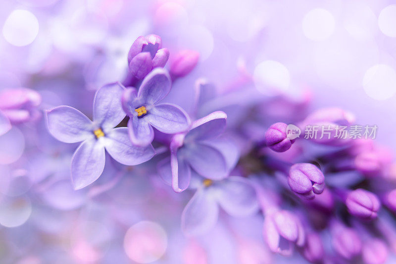 丁香花特写与散景