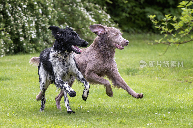 德国大型Münsterländer和威玛猎犬-明斯特猎犬品种