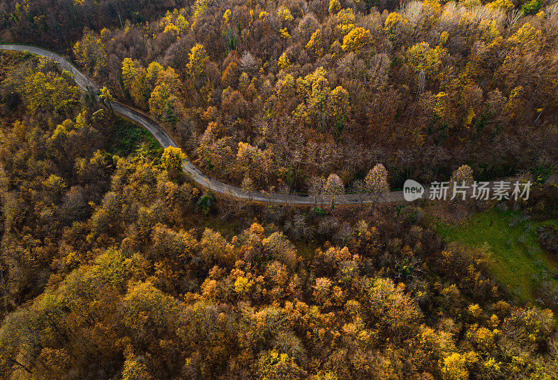 鸟瞰郊区树木之间的道路