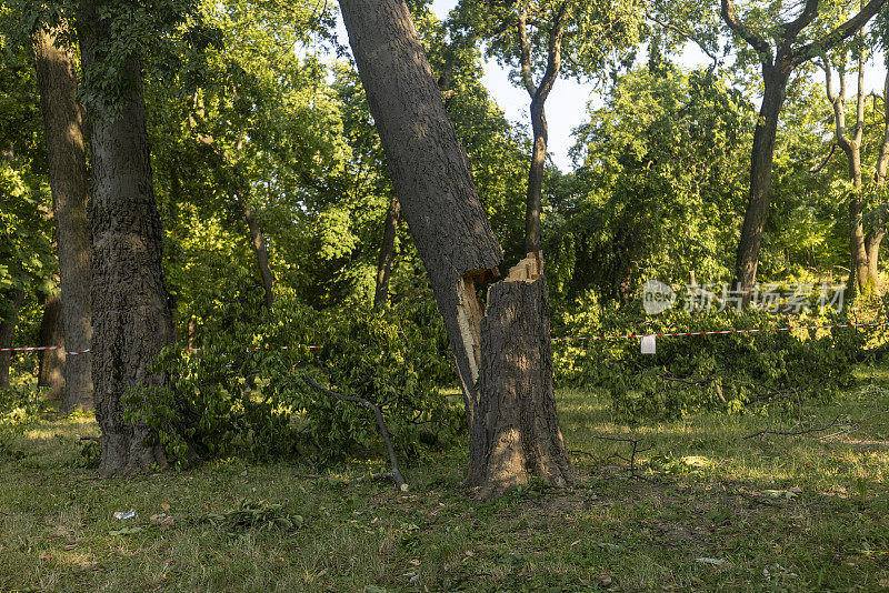 一场狂风暴雨后的一天，公园里到处都是破碎的树木和树枝