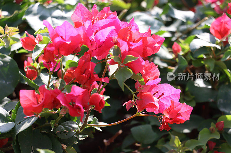 热带粉红九重葛花苞片特写，夏季攀缘观赏开花九重葛藤配粉红花朵，模糊园林背景，聚焦前景