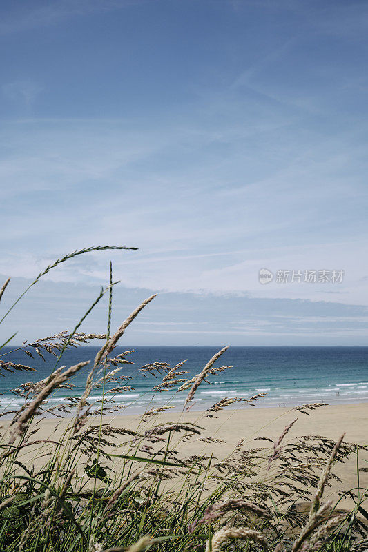 野草与蓝色的大海，沙滩和蓝天的菲斯特尔海滩，纽基，康沃尔在背景。