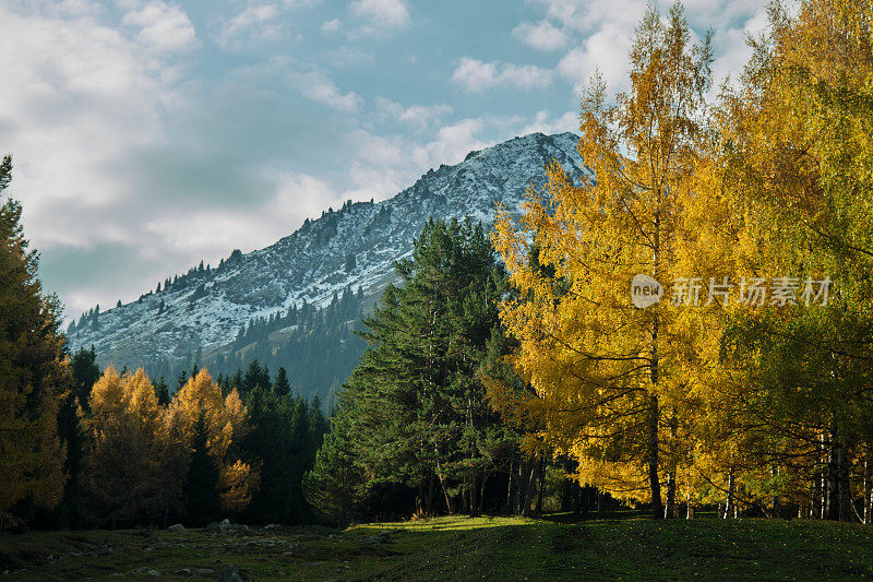 山被云杉林覆盖，背景是白雪皑皑的山峰