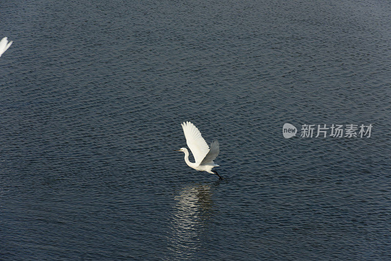 湿地苍鹭在夕阳下觅食