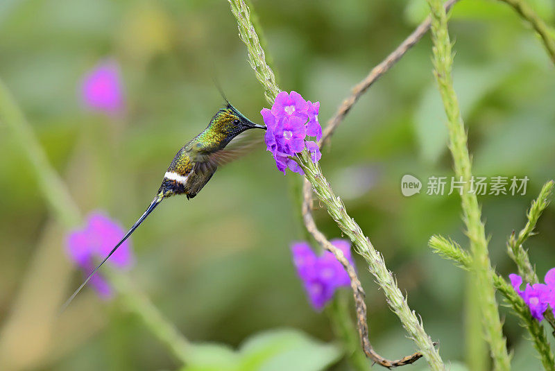 铁丝冠刺尾蜂鸟正在一朵花上采集花蜜