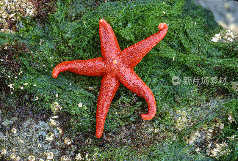 阿拉斯加西兄弟岛的血海星。