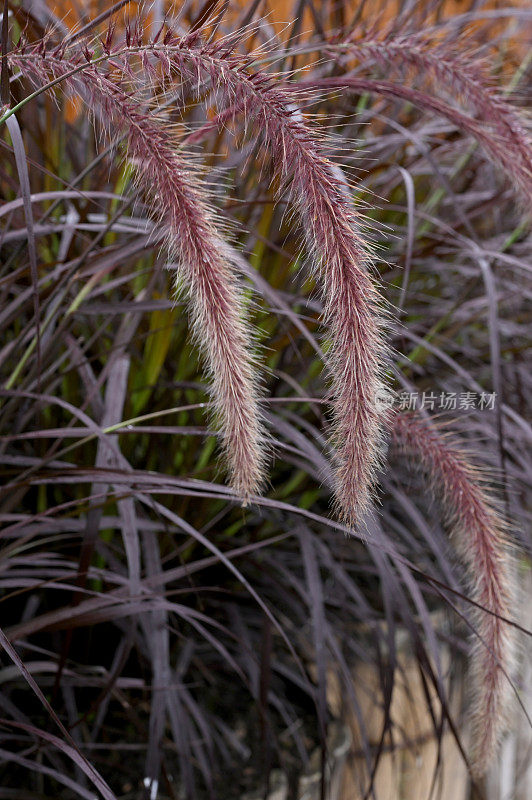美丽的紫白色原野的水草或狼尾草的特写