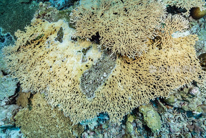 大型Acropora桌形珊瑚在印度尼西亚塔扬杜岛附近的死亡区域进行开垦