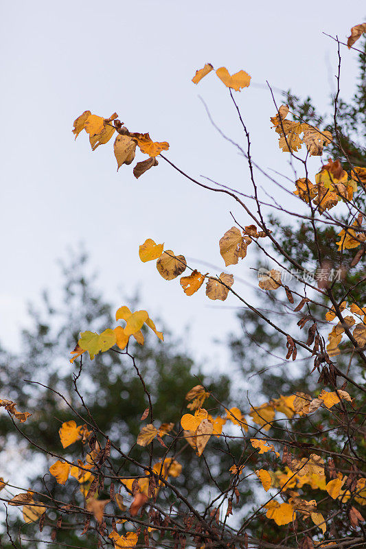 2023年秋天感恩节期间，田纳西州查塔努加的树上五颜六色的橙色秋叶