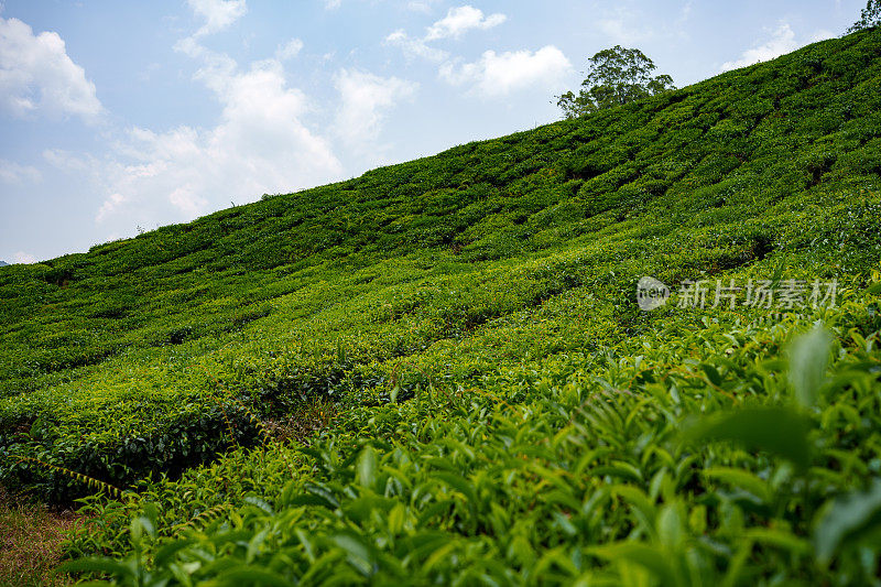 马来西亚金马仑高地的茶园