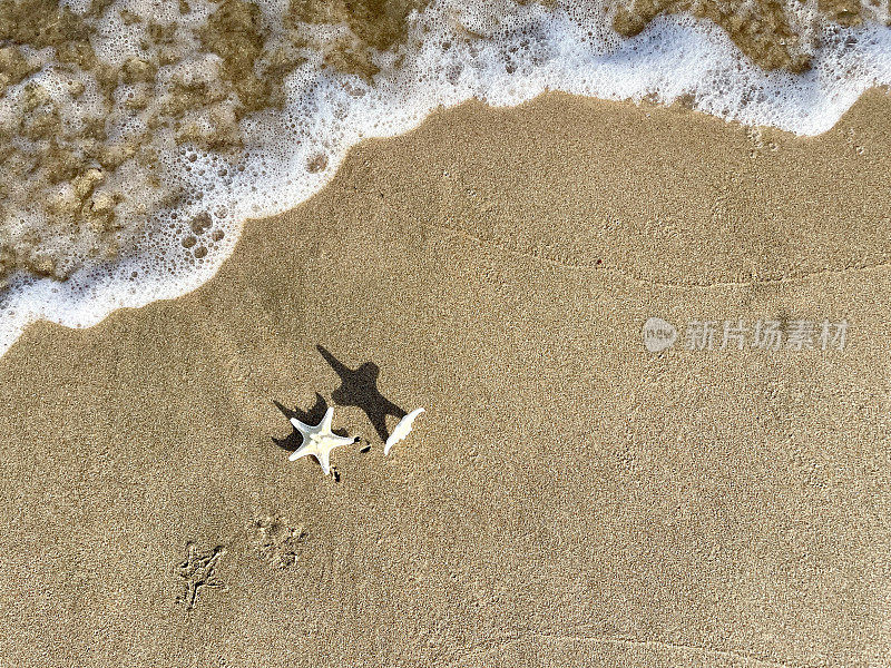 海滩上的贝壳