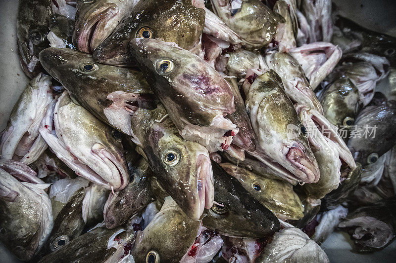 鳕鱼捕捞业:鱼厂的鱼加工