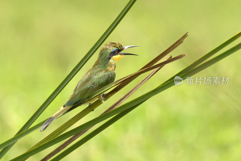 少食蜂鸟