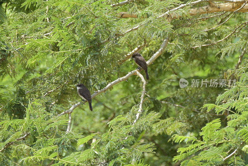 沼泽捕蝇草