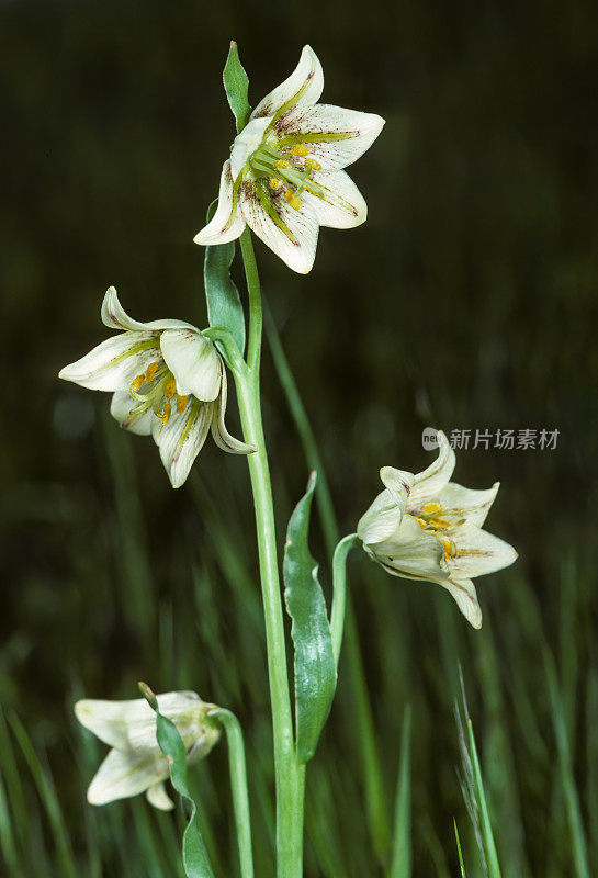 Adobe莉莉;加州;香贝母;贝母liliacea;杰普森Prarie;多年生的;索拉诺县;威胁;植物群;