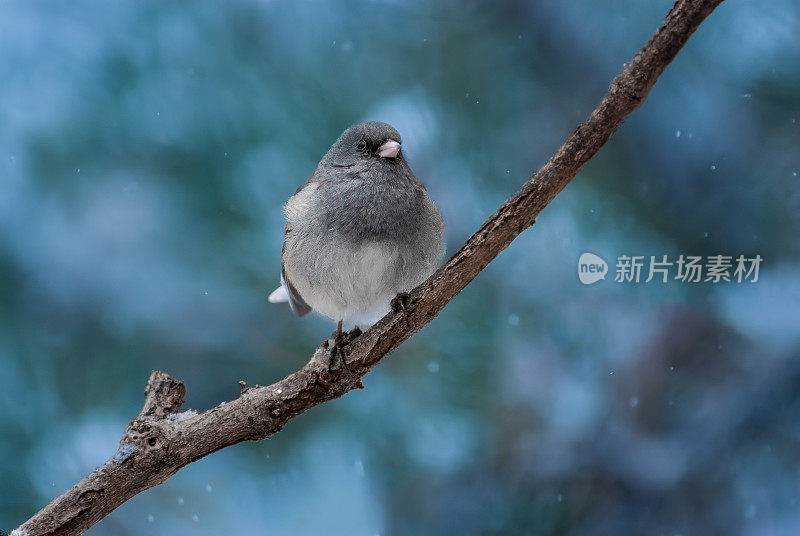 黑眼Junco