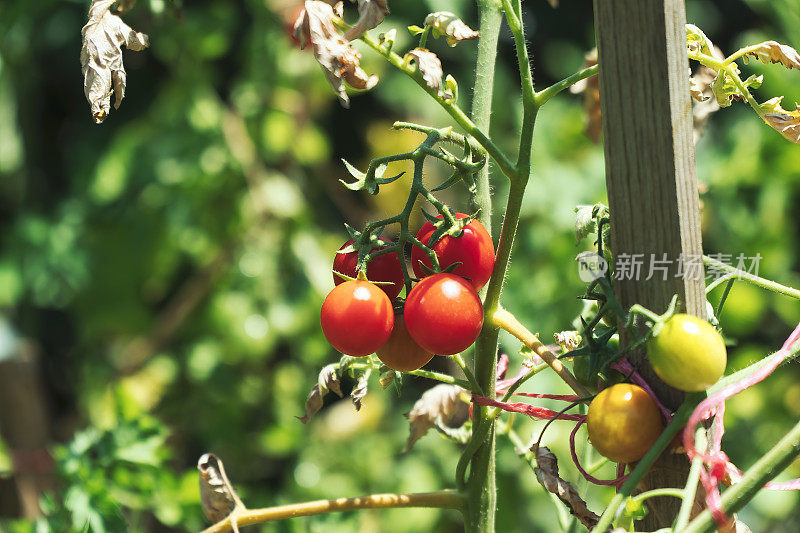 在农场种植番茄，种植番茄