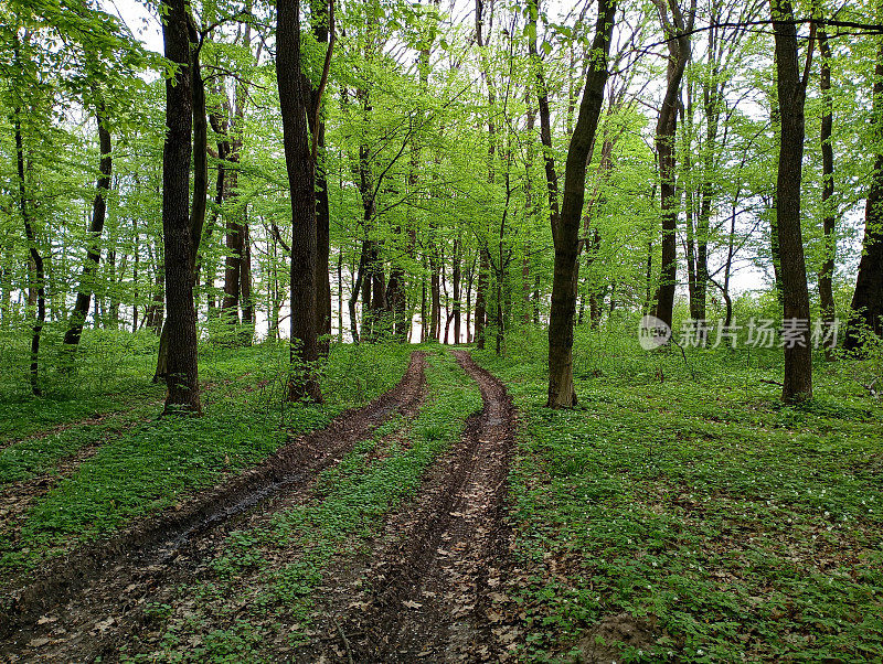 一条风景如画的森林土路在春林的绿树之间蜿蜒而行。森林春天的景观有绿树和土林路。