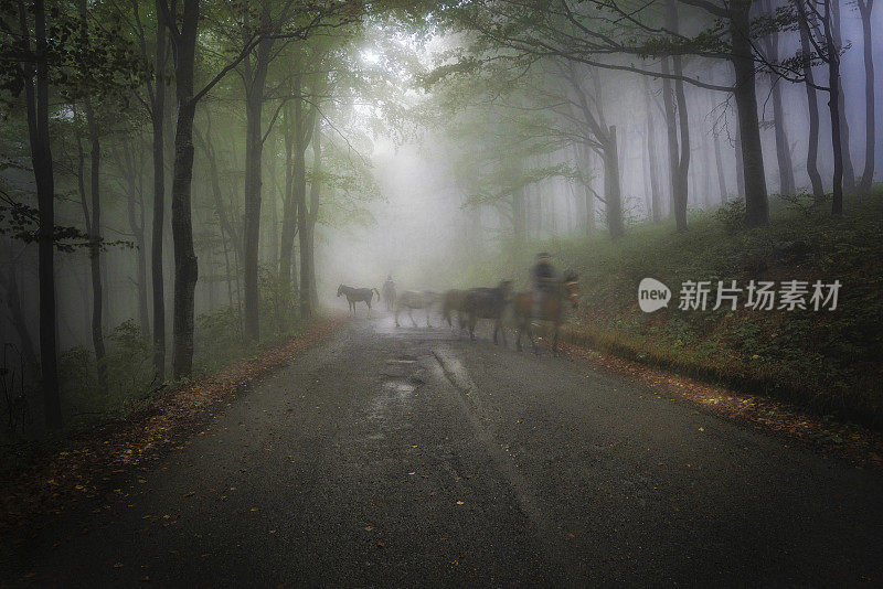 雾蒙蒙的树林里的骑手。