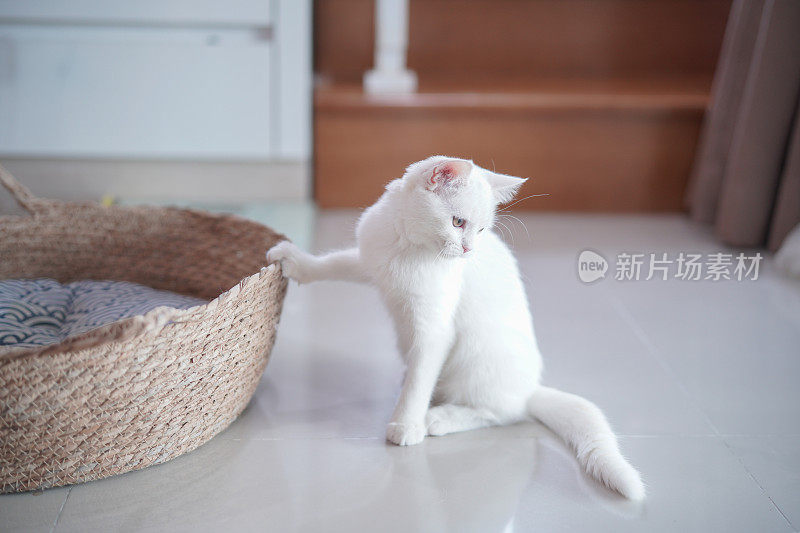 偷拍的英国毛白色小猫坐在地板上，一只手摸着竹篮，看着窗外的玻璃门，有一种家的感觉。