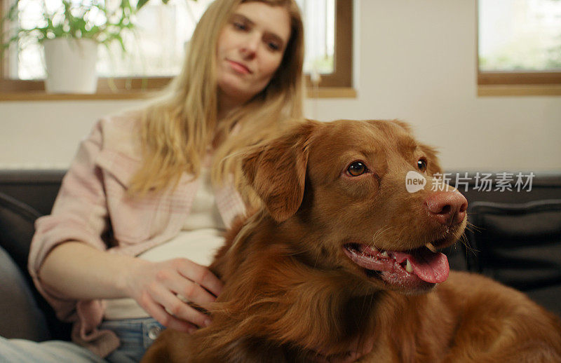 一位女士和心爱的宠物狗新斯科舍省鸭鸣猎犬一起躺在沙发上，愉快地抚摸着它