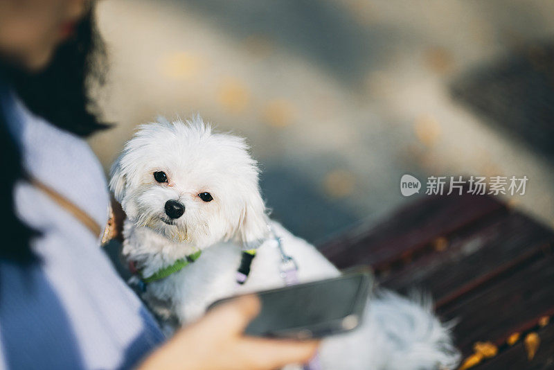 一位女士带着她可爱的马尔济斯犬在户外散步。特写镜头的小狗