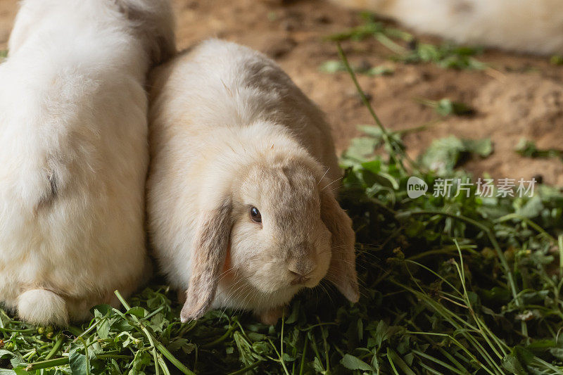 一只兔子正在田野里吃草。这只兔子是图像的主要焦点，它正在享受它的食物。草是绿色的，郁郁葱葱，提供了一个健康