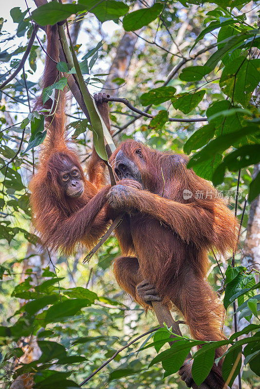 母苏门答腊猩猩和幼猩猩在树上玩耍