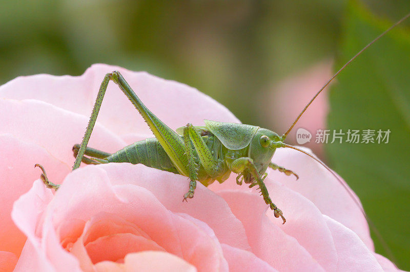 泰蒂戈尼亚・维里迪西马