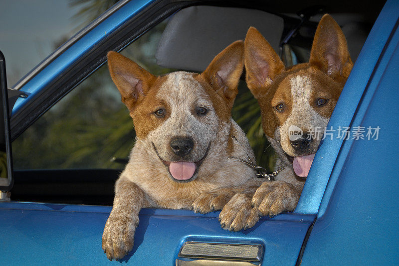 澳大利亚蓝色尤特窗的两只红色Heeler小狗