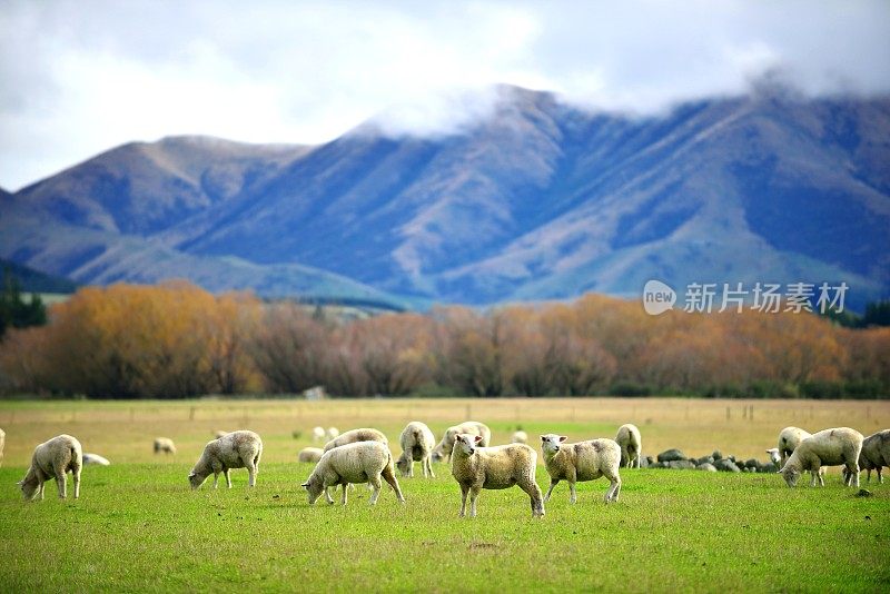 绿色草地上的一群羊