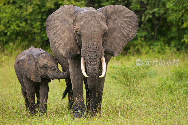 一只母象和她的小象在草地上散步