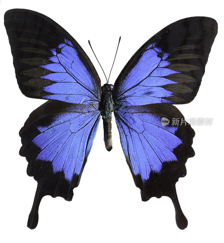蓝色尤利西斯蝴蝶的特写