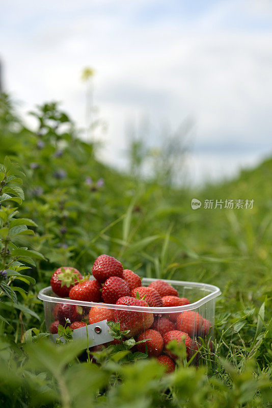 在田里摘草莓