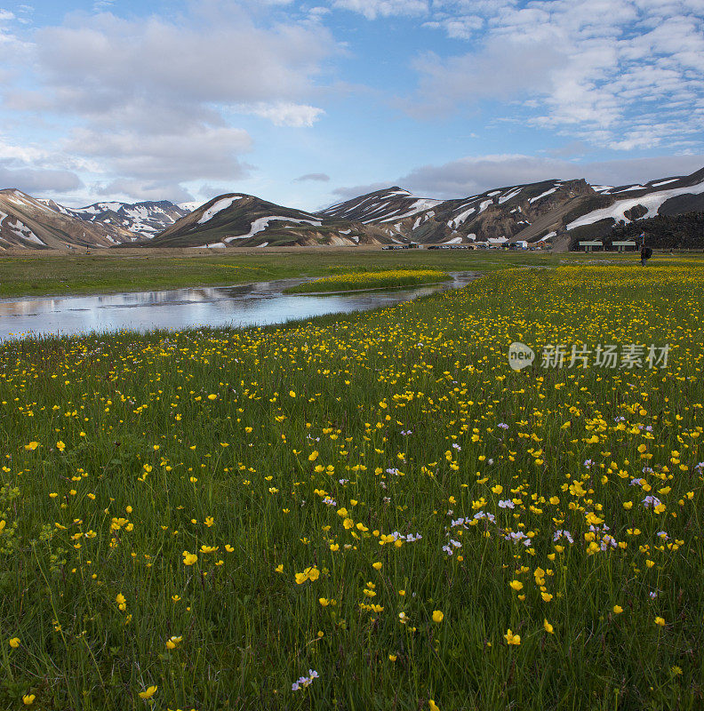 冰岛，Landmannalaugar河山脉和野花