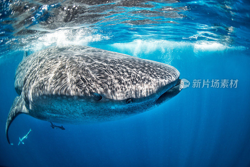 巨大的鲸鲨在清澈的水中