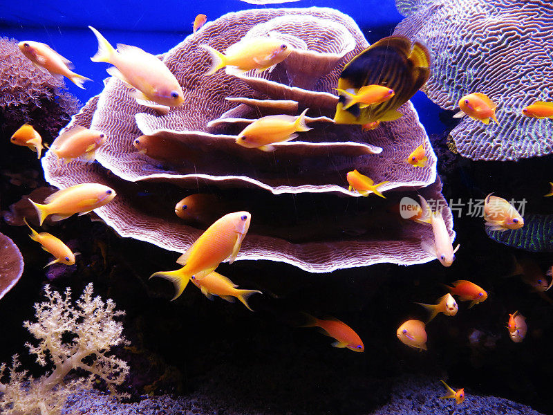 海底珊瑚礁中的红海生物