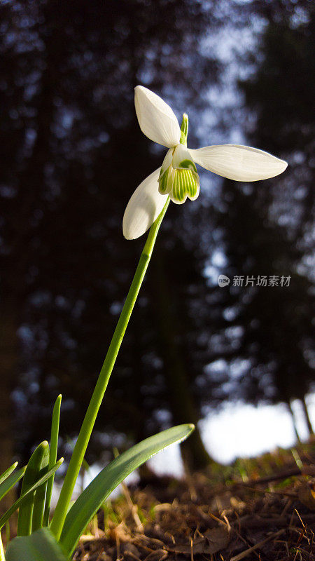 雪花莲在背光中绽放-春天的第一朵花