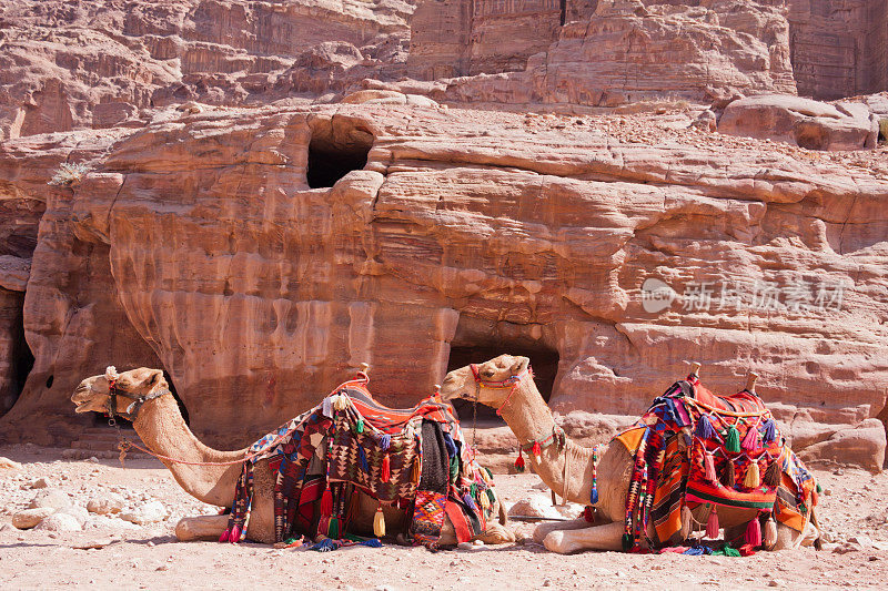 约旦佩特拉坟墓外的骆驼