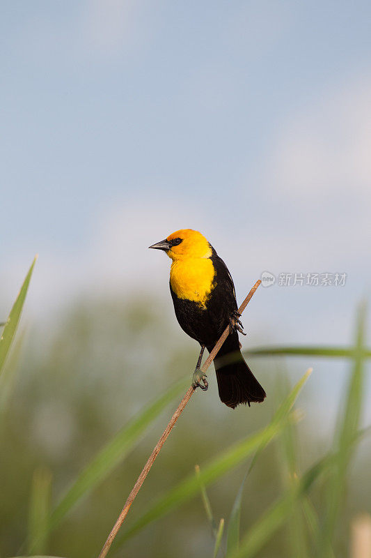 Yellow-Headed黑鸟