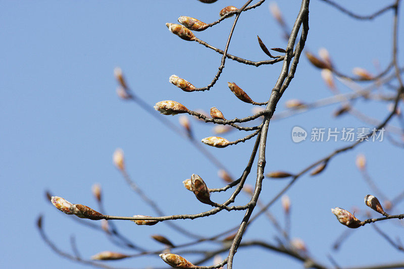 春叶芽为山毛榉山毛榉变种