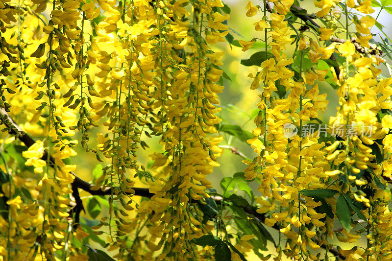 亮黄色的金链花树在花园里(金链)的形象