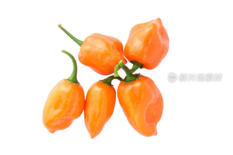 哈瓦那橙-非常辣的辣椒的品种