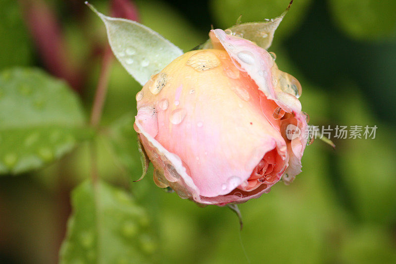 闭合的玫瑰花蕾闭合